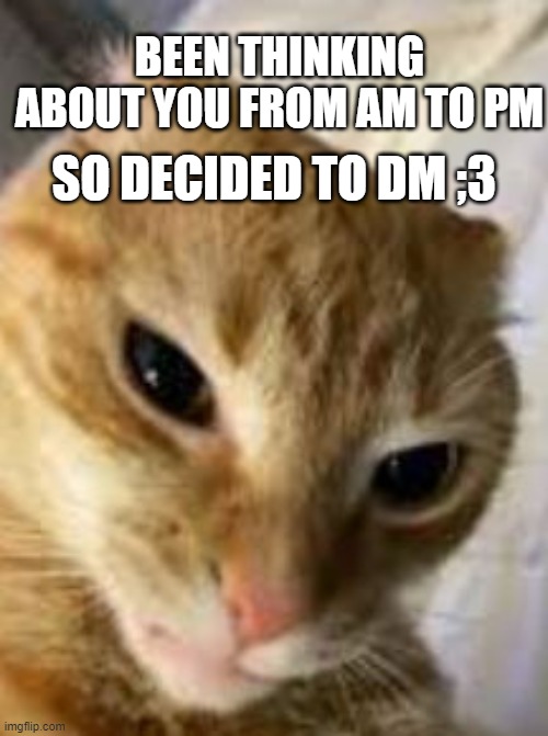 Rizz cat strikes again! | BEEN THINKING ABOUT YOU FROM AM TO PM; SO DECIDED TO DM ;3 | image tagged in rizz cat,memes,funny,cats | made w/ Imgflip meme maker