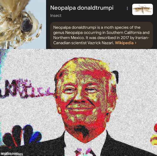 image tagged in donald trump approves deep-fried,insect,insects,donald trump,donaldtrump,trump | made w/ Imgflip meme maker