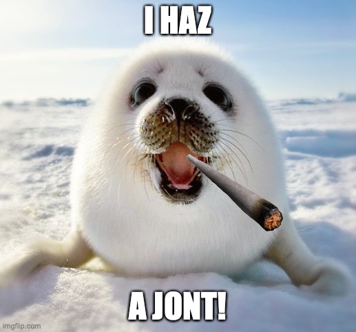 Baby seal | I HAZ; A JONT! | image tagged in baby seal | made w/ Imgflip meme maker
