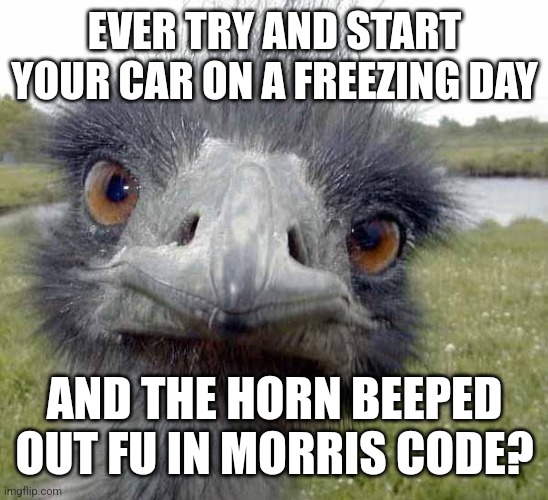 Cold Stare of Ostrich | EVER TRY AND START YOUR CAR ON A FREEZING DAY; AND THE HORN BEEPED OUT FU IN MORRIS CODE? | image tagged in cold stare of ostrich | made w/ Imgflip meme maker