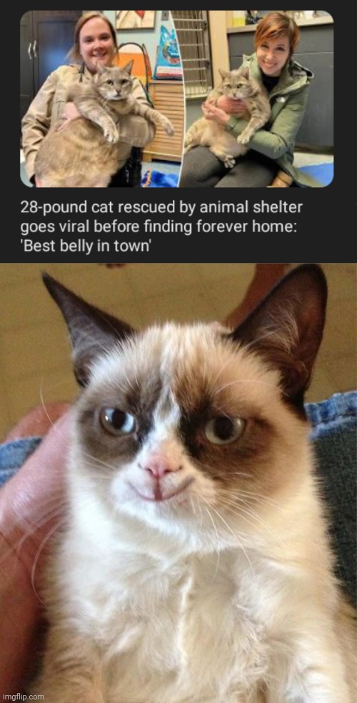 Chonk cat | image tagged in grumpy/happy cat,cats,cat,memes,animal shelter,home | made w/ Imgflip meme maker
