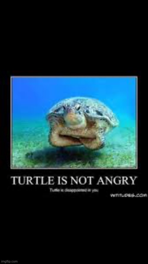 Turtle is disappointed | made w/ Imgflip meme maker