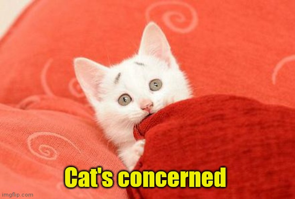 Concerned Cat | Cat's concerned | image tagged in concerned cat | made w/ Imgflip meme maker