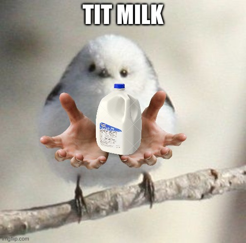 long tailed tit | TIT MILK | image tagged in long tailed tit | made w/ Imgflip meme maker