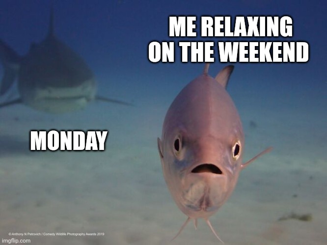Just keep swimming | ME RELAXING ON THE WEEKEND; MONDAY | image tagged in sharks | made w/ Imgflip meme maker