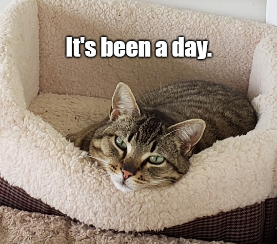 Long Day | It's been a day. | image tagged in cats,long day | made w/ Imgflip meme maker