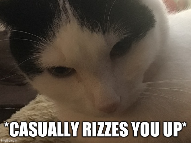 Winter the cat, cuz he’s a spoiled mf | *CASUALLY RIZZES YOU UP* | made w/ Imgflip meme maker
