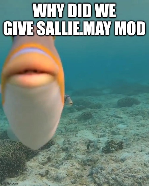 staring fish | WHY DID WE GIVE SALLIE.MAY MOD | image tagged in staring fish | made w/ Imgflip meme maker