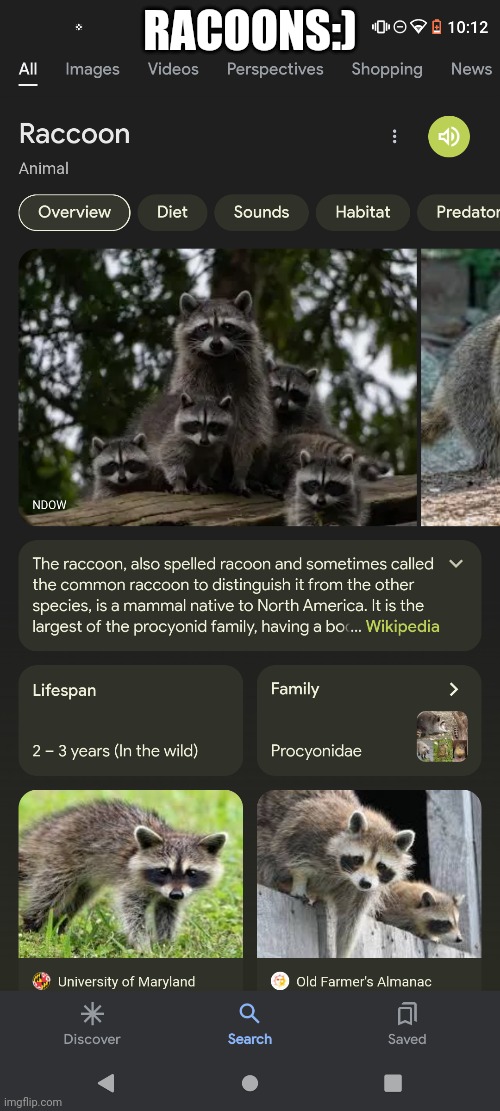 Even though they will probably attack me I still love them LIKE LOOK AT IT AND TELL ME THERE NOT CUTE | RACOONS:) | image tagged in racoon,forest | made w/ Imgflip meme maker