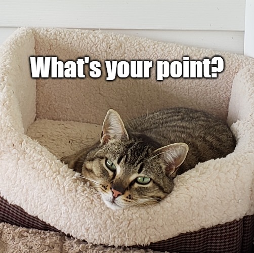 Not interested | What's your point? | image tagged in cats,what,not amused | made w/ Imgflip meme maker