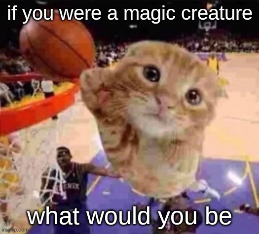 i-d-be-a-catbo-i-mean-a-wizard-haha-imgflip