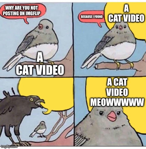 I’m back for a while | A CAT VIDEO; WHY ARE YOU NOT POSTING ON IMGFLIP; BECAUSE I FOUND; A CAT VIDEO; A CAT VIDEO MEOWWWWW | image tagged in annoyed bird,memes,funny | made w/ Imgflip meme maker