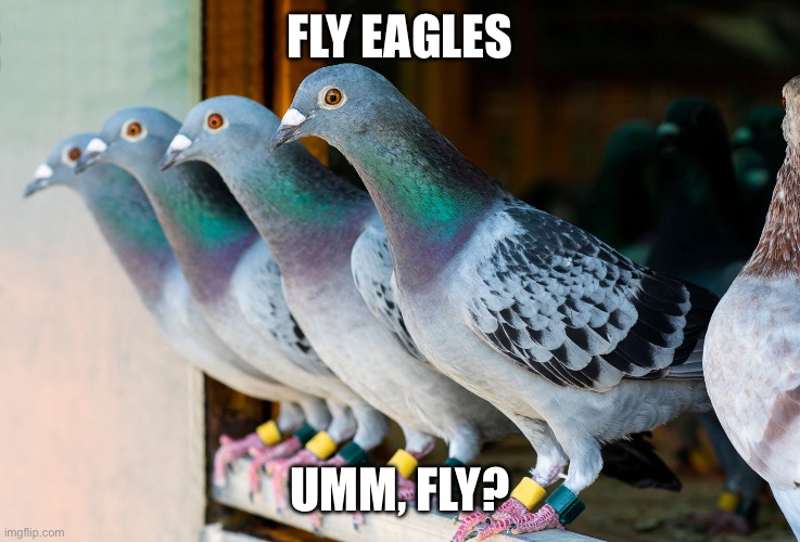 Fly Eagles | FLY EAGLES; UMM, FLY? | image tagged in fly eagles | made w/ Imgflip meme maker