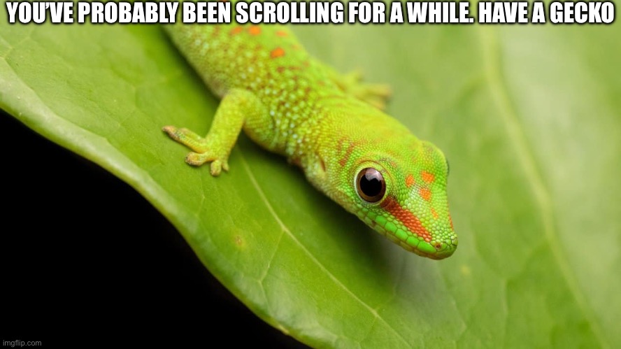 Yeah here you go | YOU’VE PROBABLY BEEN SCROLLING FOR A WHILE. HAVE A GECKO | image tagged in gecko,leafs,wholesome | made w/ Imgflip meme maker