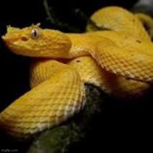 this is the Golden Lancehead THE BEST SNAKE EVER!!!!!!!!!! | image tagged in snake | made w/ Imgflip meme maker