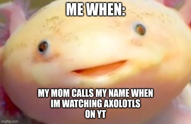 axolotl A N G Y M O D E | ME WHEN:; MY MOM CALLS MY NAME WHEN
IM WATCHING AXOLOTLS
ON YT | image tagged in axolotl has been desturbed | made w/ Imgflip meme maker