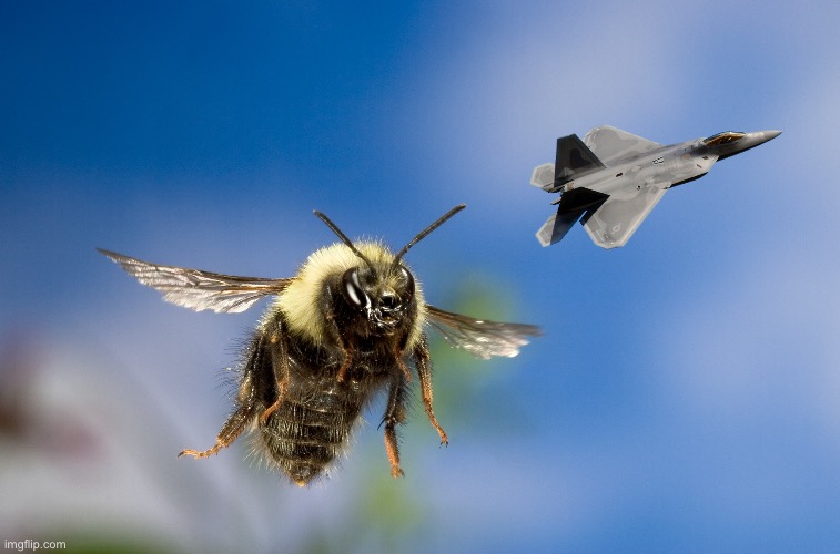 Bumblebees in flight | image tagged in bumblebee in flight | made w/ Imgflip meme maker