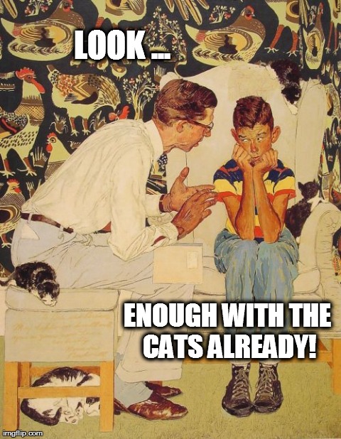 The Problem Is | LOOK ... ENOUGH WITH THE CATS ALREADY! | image tagged in memes,the probelm is | made w/ Imgflip meme maker