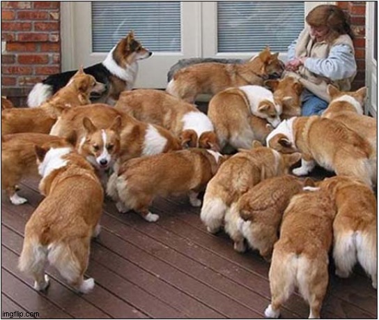 That's A Lot Of Corgis ! | image tagged in dogs,corgi,too many | made w/ Imgflip meme maker