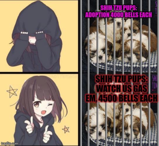 Isabella lore | SHIH TZU PUPS: ADOPTION 4000 BELLS EACH; SHIH TZU PUPS: WATCH US GAS EM, 4500 BELLS EACH | image tagged in anime drake,pound,puppies,but why why would you do that,gas,animal crossing | made w/ Imgflip meme maker
