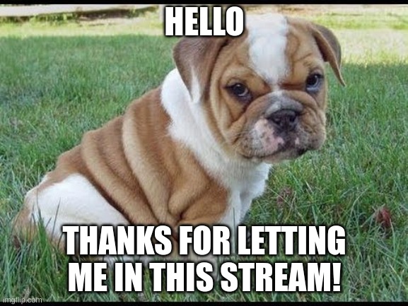I love Bulldogs! | HELLO; THANKS FOR LETTING ME IN THIS STREAM! | image tagged in bulldog | made w/ Imgflip meme maker
