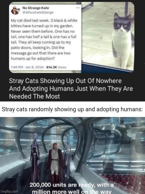 Adoption | Stray cats randomly showing up and adopting humans: | image tagged in 200 000 units are ready with a million more well on the way,adoption,memes,cats,cat,humans | made w/ Imgflip meme maker