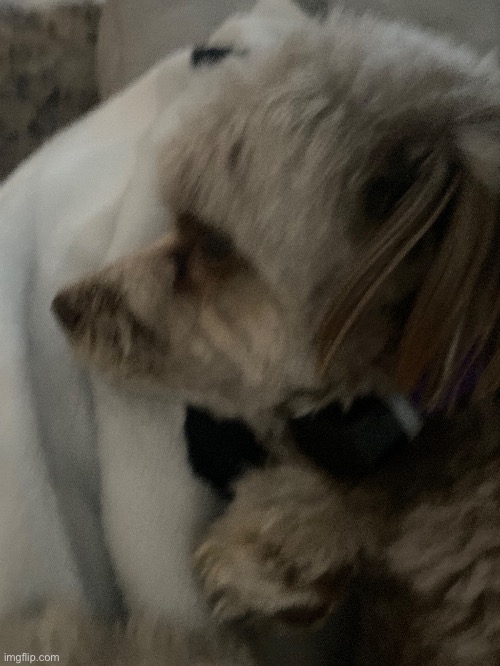 my dog | made w/ Imgflip meme maker