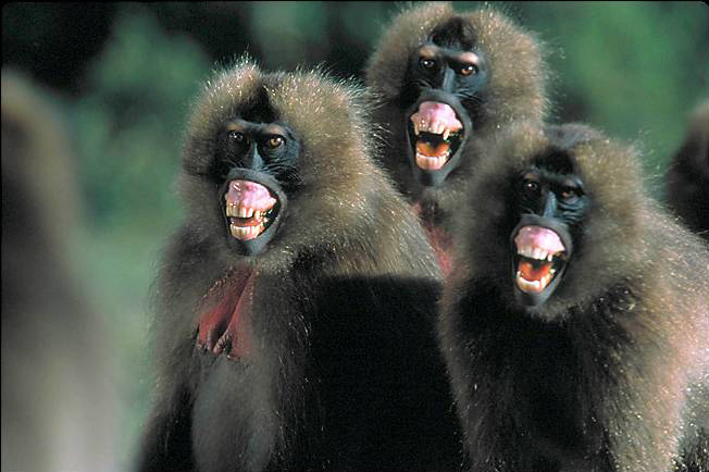 High Quality laughing baboons Blank Meme Template