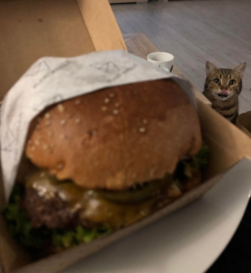 High Quality cat burger Blank Meme Template
