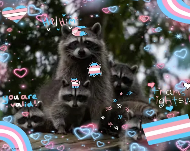 Transgender racoons | made w/ Imgflip meme maker