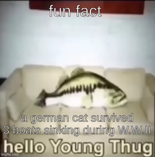 The video https://www.youtube.com/watch?v=Cn9BdG1EzjY | fun fact; a german cat survived 3 boats sinking during W.W.II | image tagged in hello young thug | made w/ Imgflip meme maker