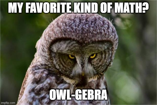 Owl Math | MY FAVORITE KIND OF MATH? OWL-GEBRA | image tagged in seriously owl | made w/ Imgflip meme maker
