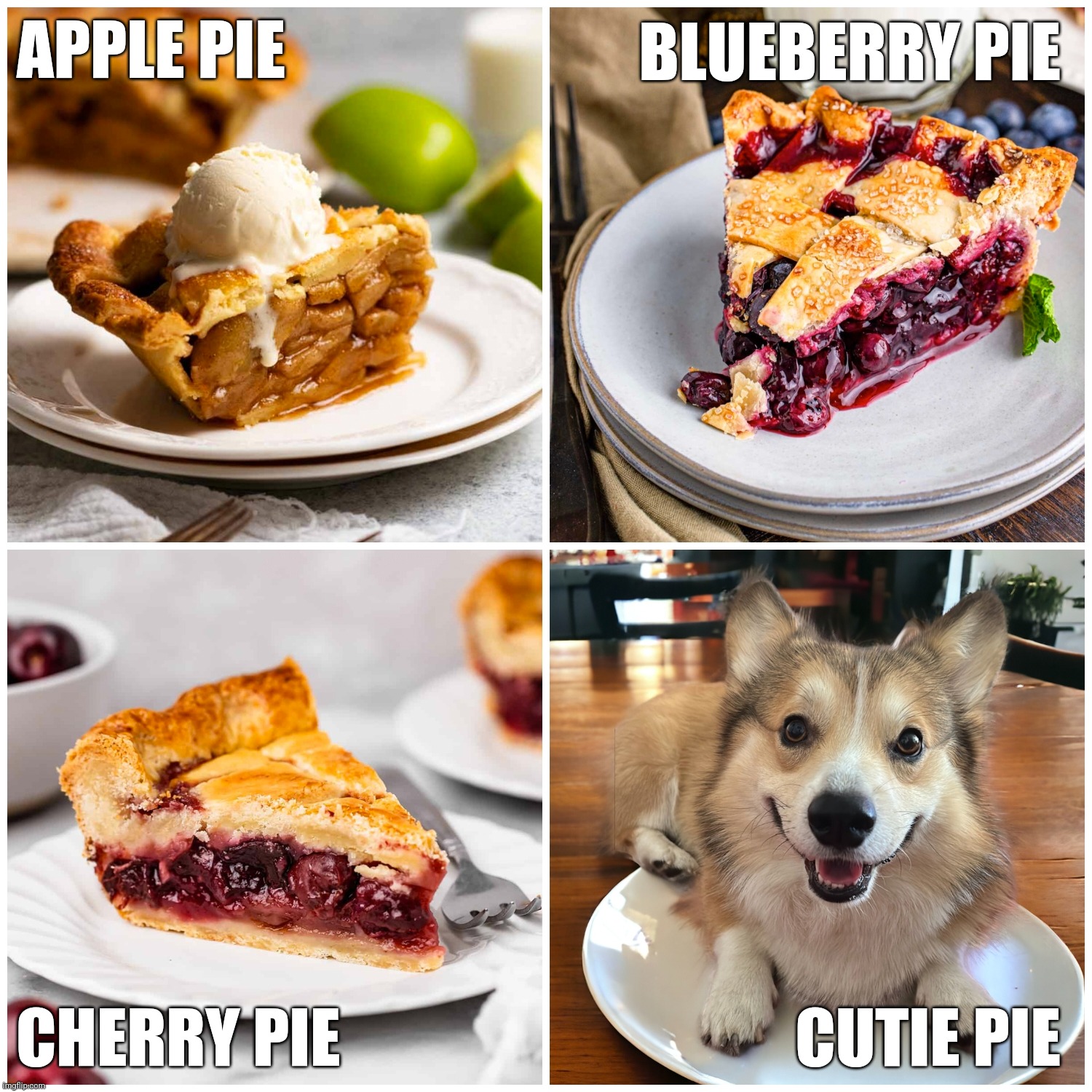 Cutie pie | APPLE PIE; BLUEBERRY PIE; CUTIE PIE; CHERRY PIE | image tagged in corgi,cute,cute dog,cute puppies,funny,funny animals | made w/ Imgflip meme maker