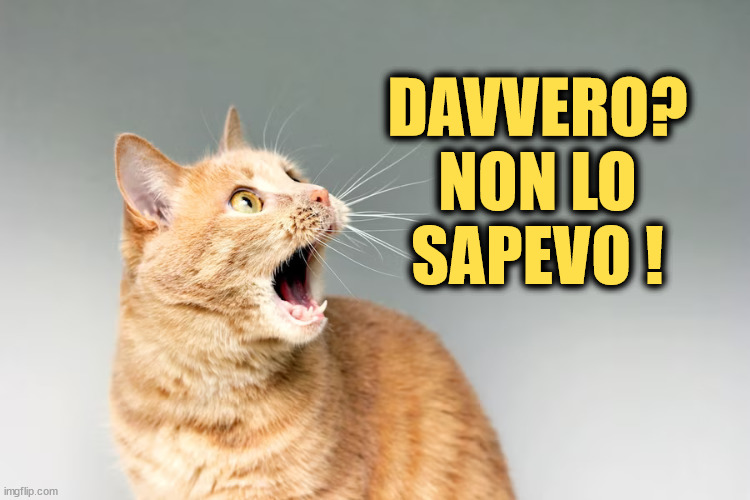 davvero? non lo sapevo | DAVVERO?
NON LO SAPEVO ! | image tagged in cat,surprised | made w/ Imgflip meme maker