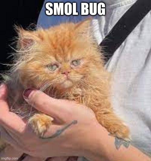 juicys cat | SMOL BUG | image tagged in bug | made w/ Imgflip meme maker