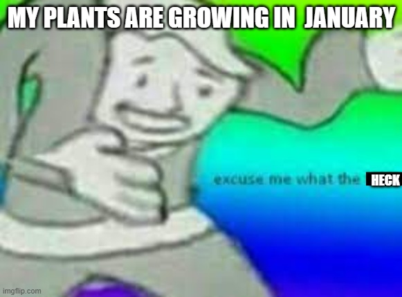 exuse me wtf | MY PLANTS ARE GROWING IN  JANUARY; HECK | image tagged in exuse me wtf | made w/ Imgflip meme maker