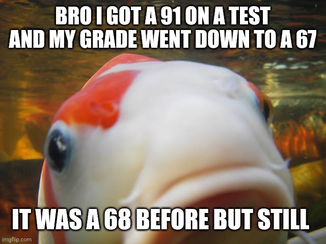 Koi | BRO I GOT A 91 ON A TEST AND MY GRADE WENT DOWN TO A 67; IT WAS A 68 BEFORE BUT STILL | image tagged in koi | made w/ Imgflip meme maker