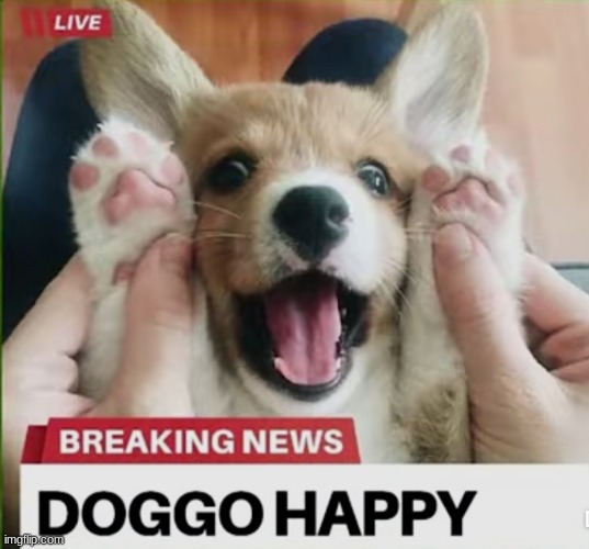 :) | image tagged in doggo happy | made w/ Imgflip meme maker