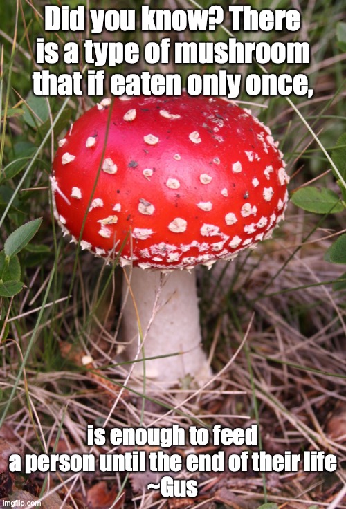 Mushroom | Did you know? There is a type of mushroom that if eaten only once, is enough to feed a person until the end of their life
~Gus | image tagged in mushroom | made w/ Imgflip meme maker