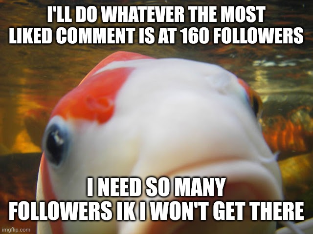 Koi | I'LL DO WHATEVER THE MOST LIKED COMMENT IS AT 160 FOLLOWERS; I NEED SO MANY FOLLOWERS IK I WON'T GET THERE | image tagged in koi | made w/ Imgflip meme maker