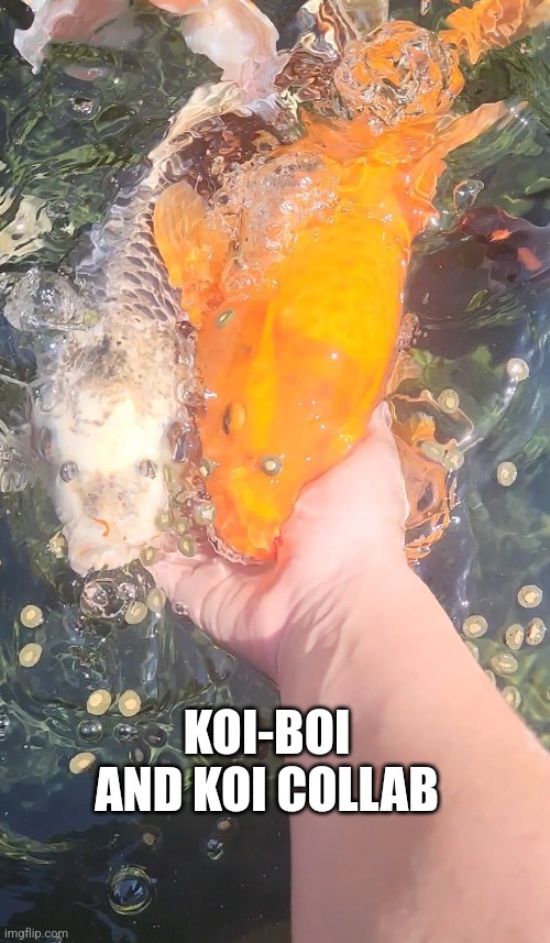 KOI-BOI AND KOI COLLAB | made w/ Imgflip meme maker