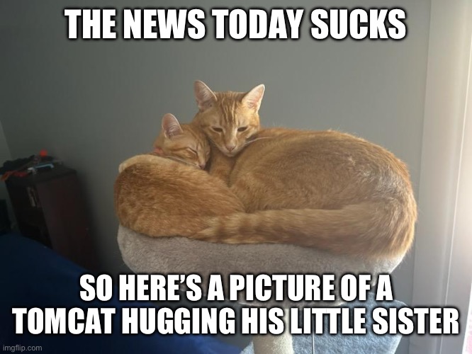 THE NEWS TODAY SUCKS; SO HERE’S A PICTURE OF A TOMCAT HUGGING HIS LITTLE SISTER | image tagged in cats | made w/ Imgflip meme maker