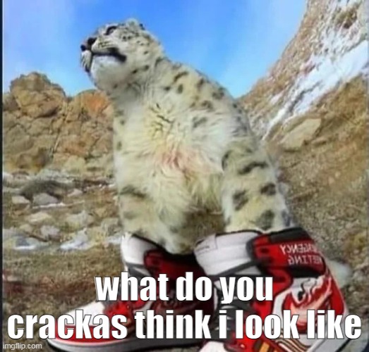 drippy cat | what do you crackas think i look like | image tagged in drippy cat | made w/ Imgflip meme maker