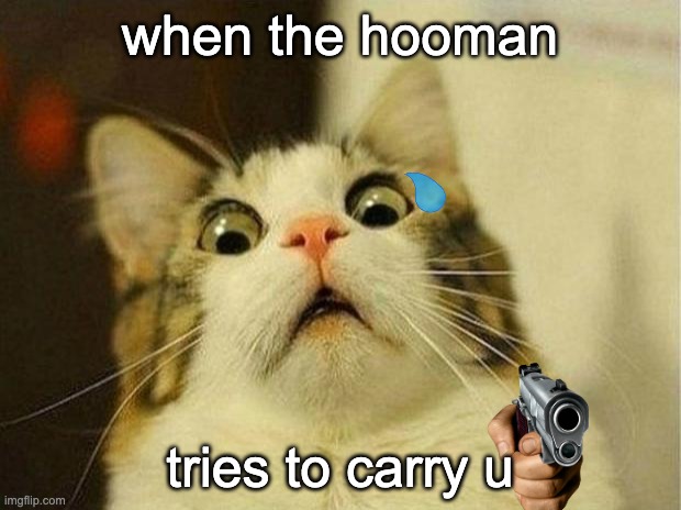 dnot touch me hooman!!1! | when the hooman; tries to carry u | image tagged in memes,scared cat | made w/ Imgflip meme maker