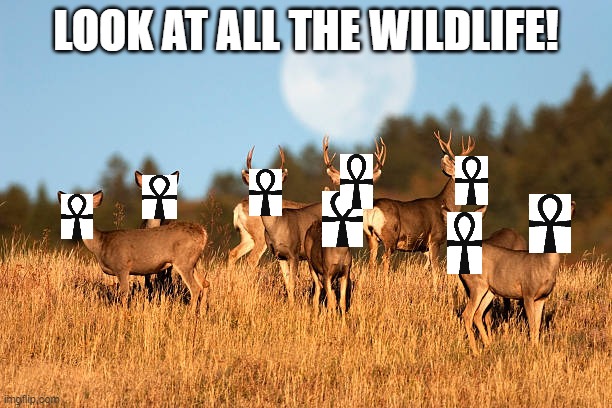 Wildlife | LOOK AT ALL THE WILDLIFE! | image tagged in wildlife | made w/ Imgflip meme maker