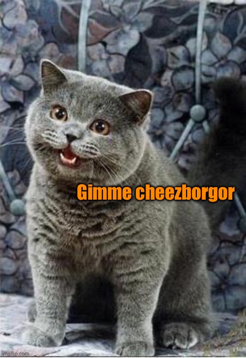 Cutie just wants some food ;) | Gimme cheezborgor | image tagged in i can has cheezburger cat | made w/ Imgflip meme maker