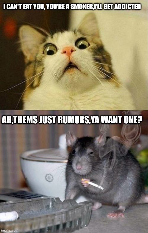 I CAN'T EAT YOU, YOU'RE A SMOKER,I'LL GET ADDICTED; AH,THEMS JUST RUMORS,YA WANT ONE? | image tagged in memes,scared cat,smoking rat | made w/ Imgflip meme maker