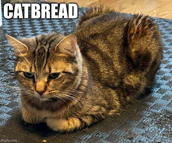 CATBREAD | image tagged in cat,bread,cute cat | made w/ Imgflip meme maker