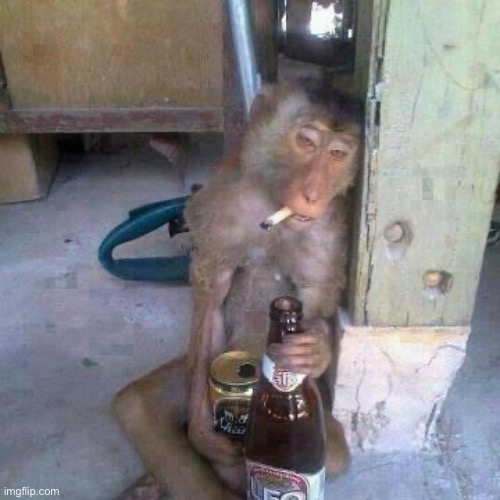 Drunken Ass monkey | image tagged in drunken ass monkey | made w/ Imgflip meme maker
