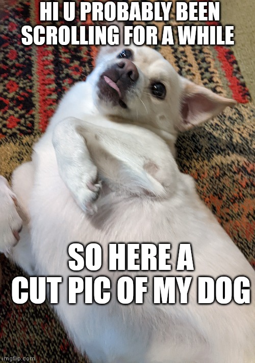 Look at my cute doggo | HI U PROBABLY BEEN SCROLLING FOR A WHILE; SO HERE A CUT PIC OF MY DOG | image tagged in dog,cute dog | made w/ Imgflip meme maker